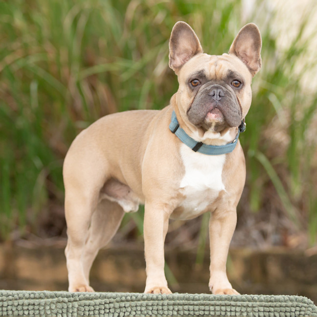 Photo of Hugo