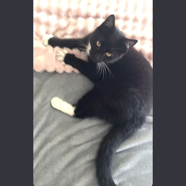 Photo of Pickles