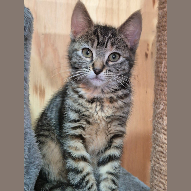 Photo of Cinnamon