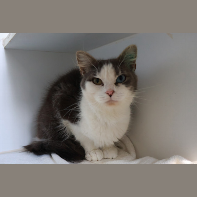 Photo of Clover