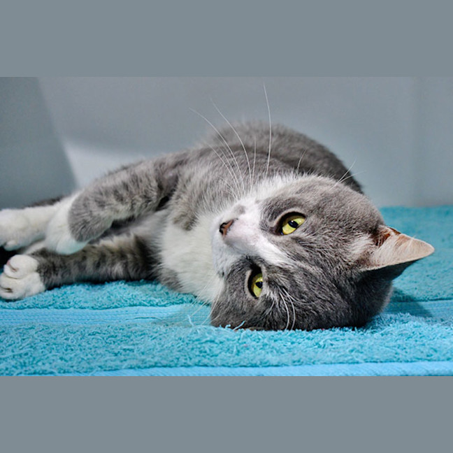 Photo of Squishmallow