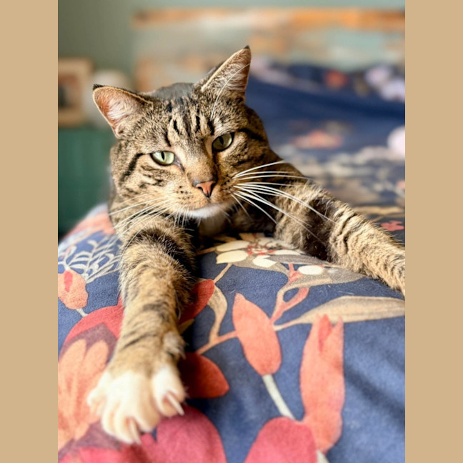 Photo of Tiddles