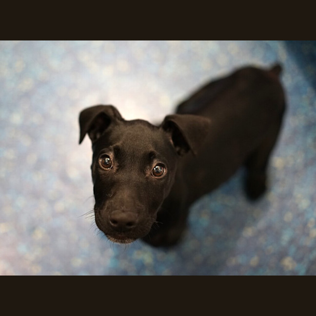 Photo of Oreo