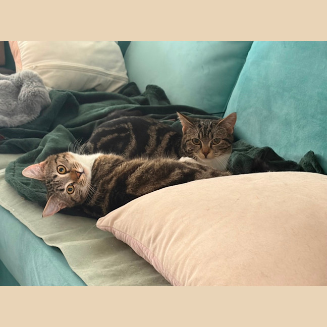 Photo of Mocha