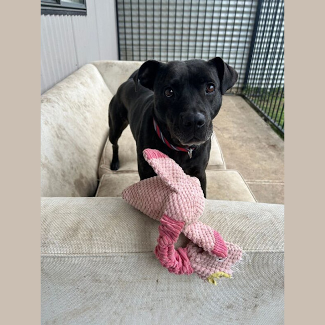 Photo of Koda