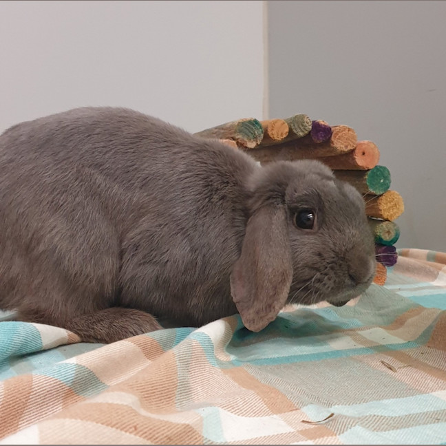 Photo of Freddy