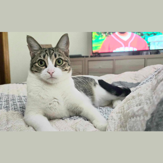 Photo of Skittles