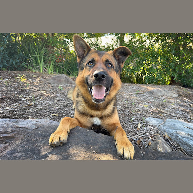Photo of Diesel