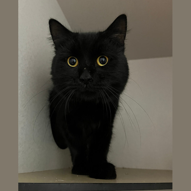 Photo of Grimoire
