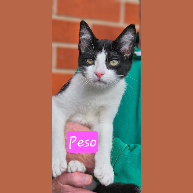 Photo of Peso