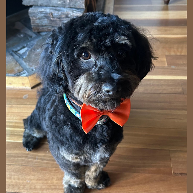 Photo of Ollie