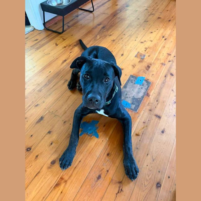 Photo of Stitch