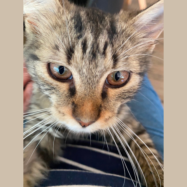 Photo of Abigail   Meet Me At Pet Stock Keysborough