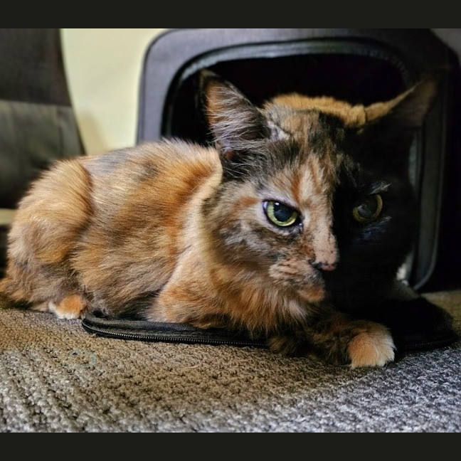 Photo of Savanna