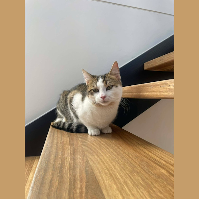 Photo of Miso   In Foster Care In Macleod