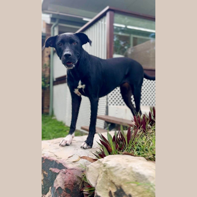 Photo of Tasha *$350 Adoption Fee*