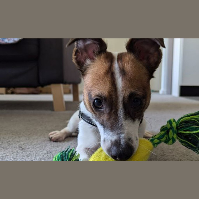 Photo of Zippy