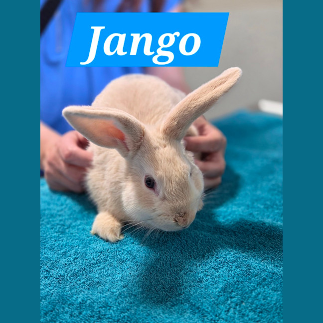 Photo of Jango