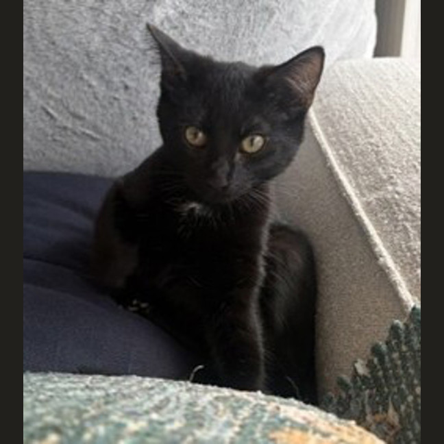 Photo of Yoda