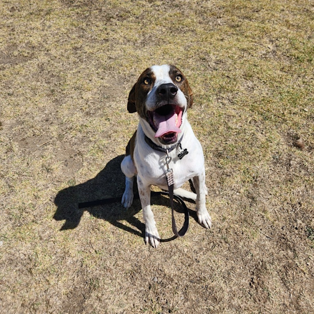 Photo of Buddy (61804)