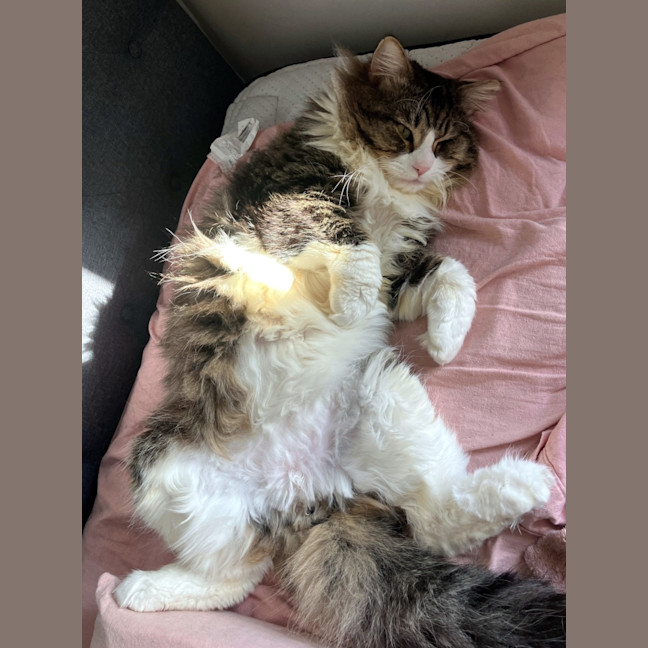 Photo of Frankie Sta014203