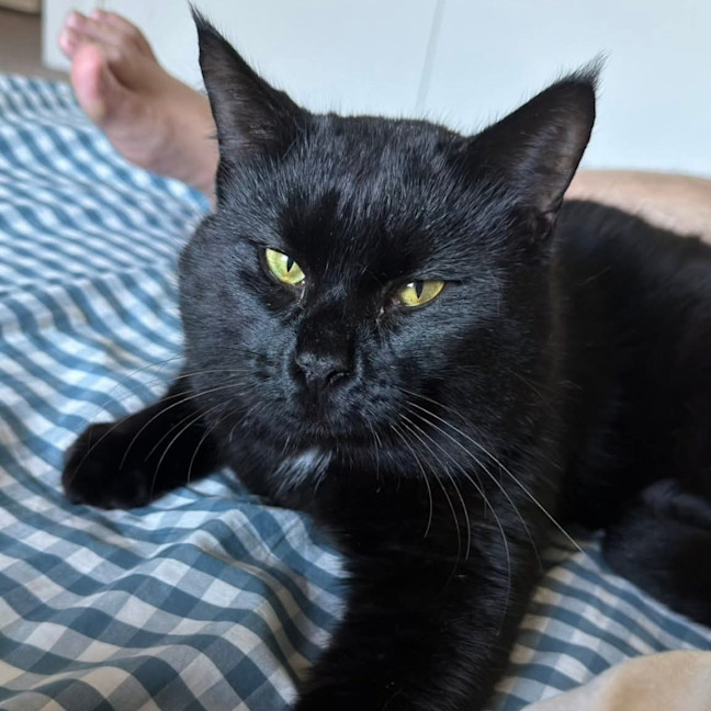 Photo of Catsby