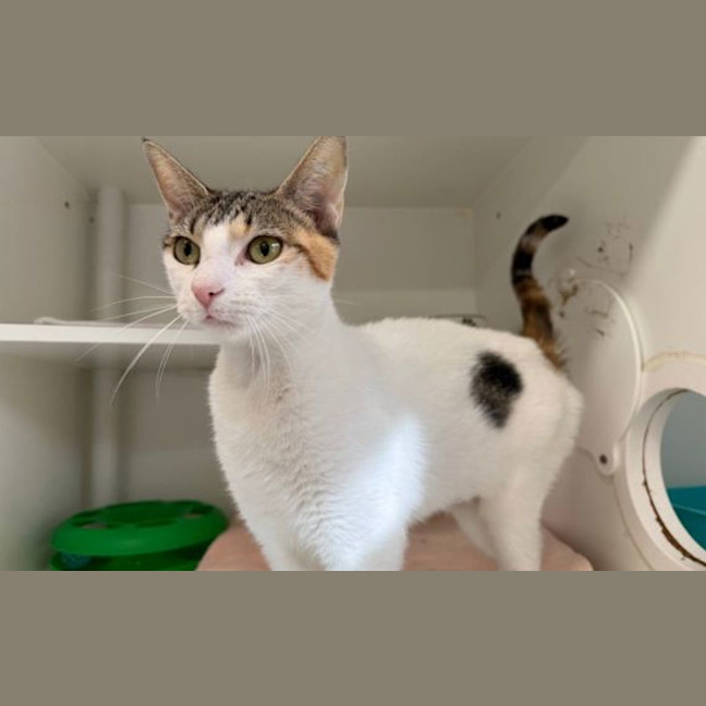 Photo of Apricot