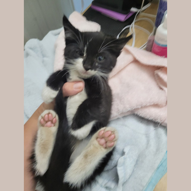 Photo of Beetlejuice 