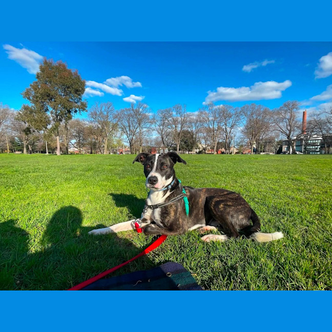 Photo of Comet