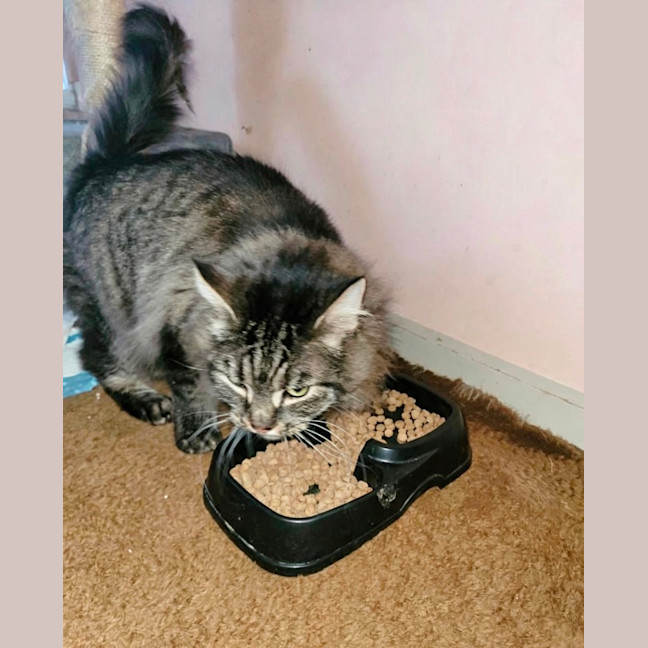 Photo of Taz