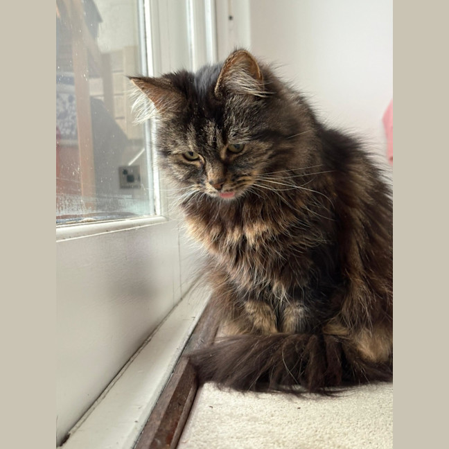 Photo of Lola