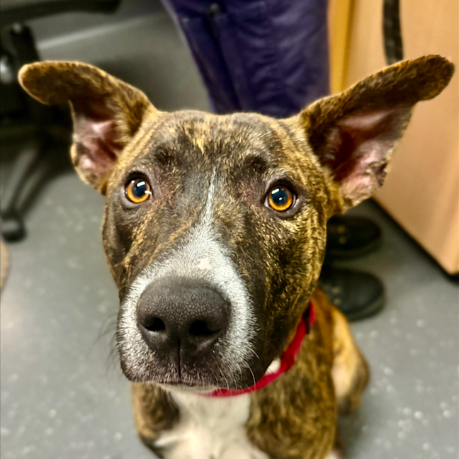 Photo of Checkers