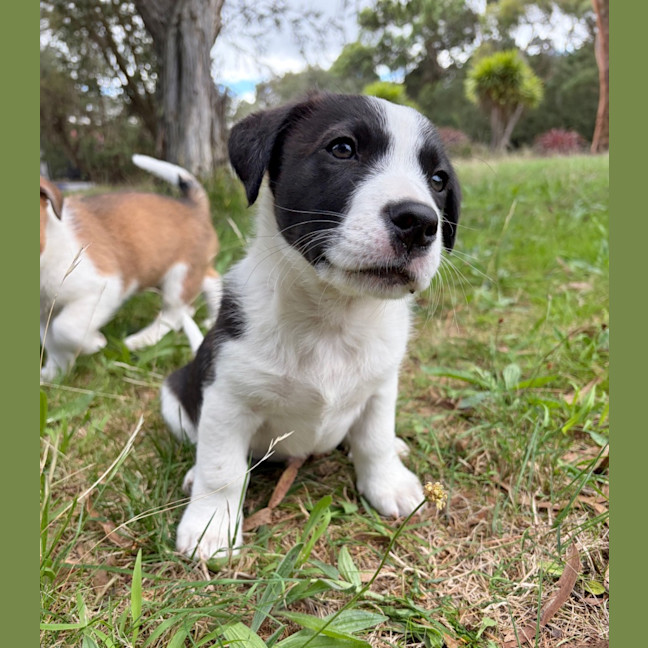 Photo of Cinnamon Satin