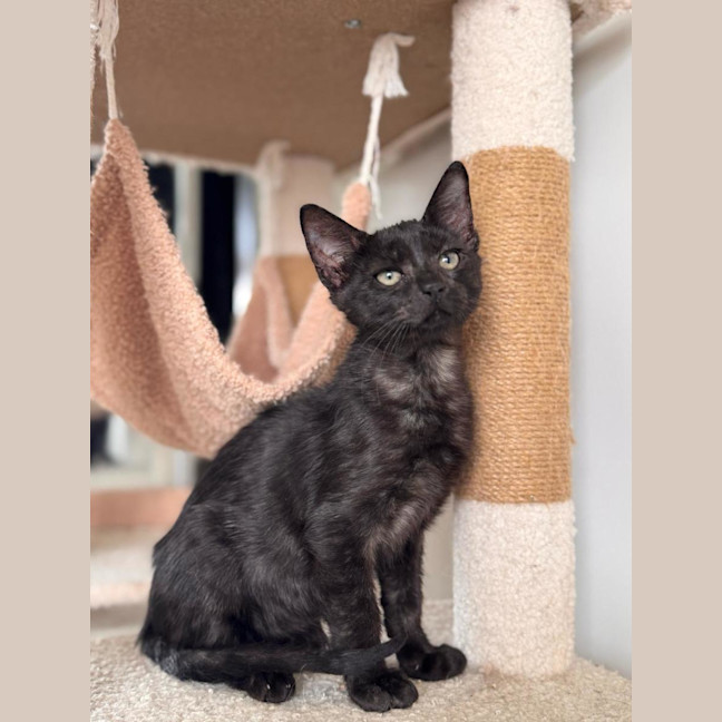 Photo of Peanut