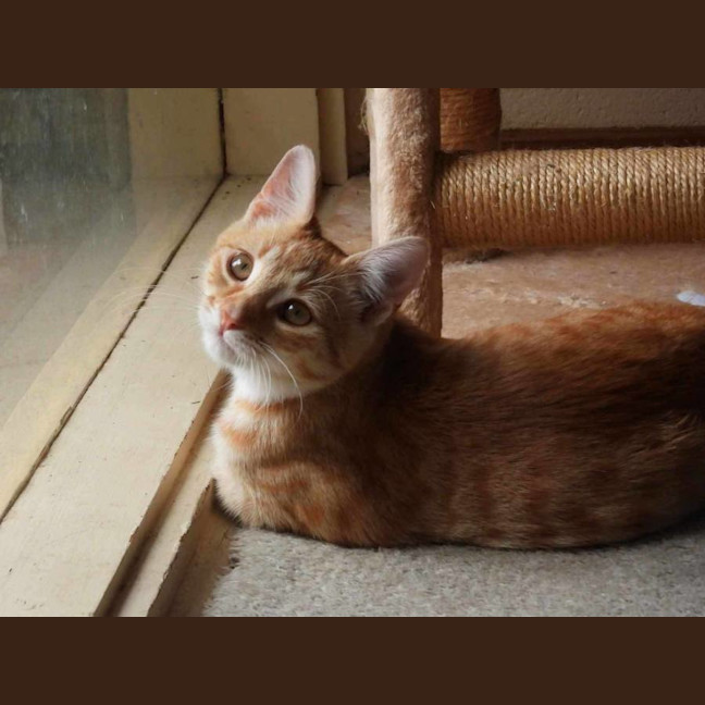 Photo of Gin Gin   Cat Friendly, Adorable And Playful