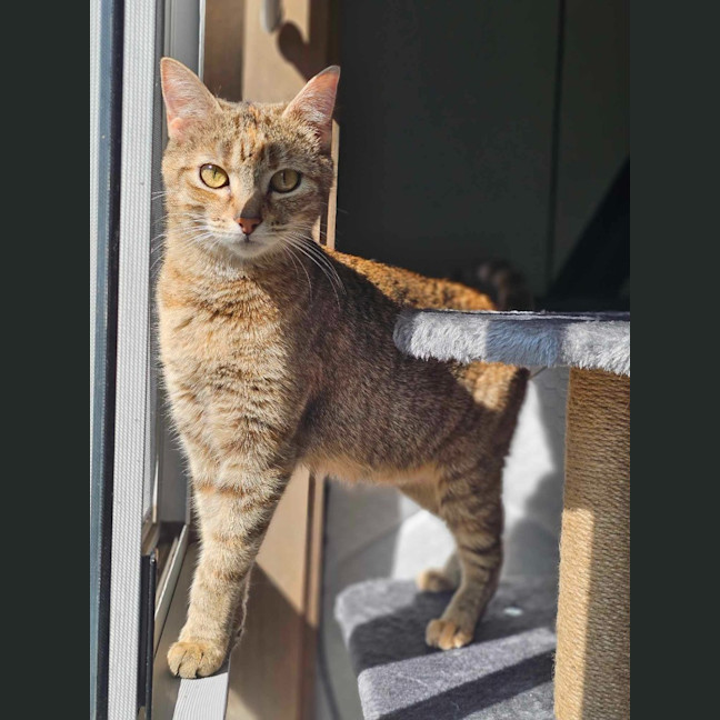 Photo of Willow