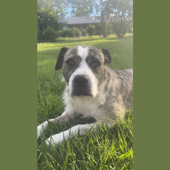 Photo of Lucy *$350 Adoption Fee*