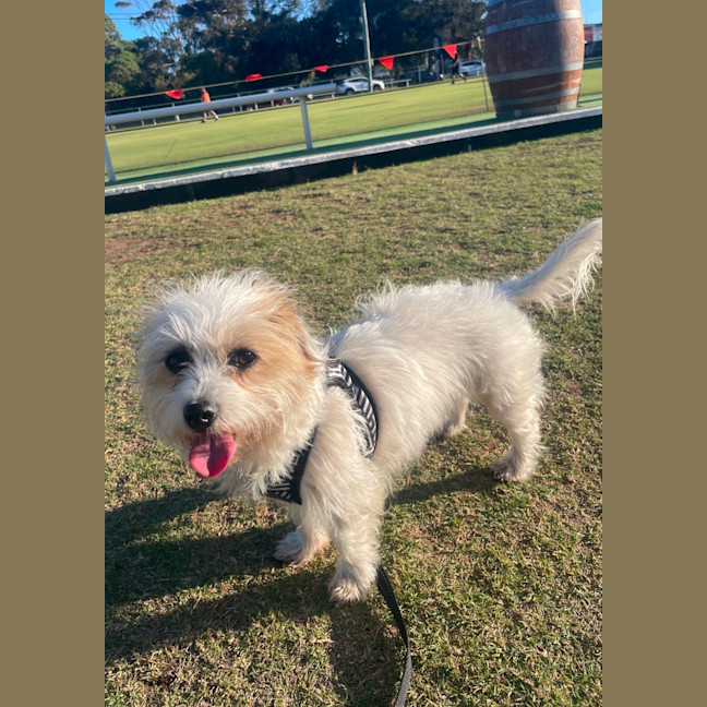 Photo of Ruby ~ 3 Year Old Terrier X. Non Shedding