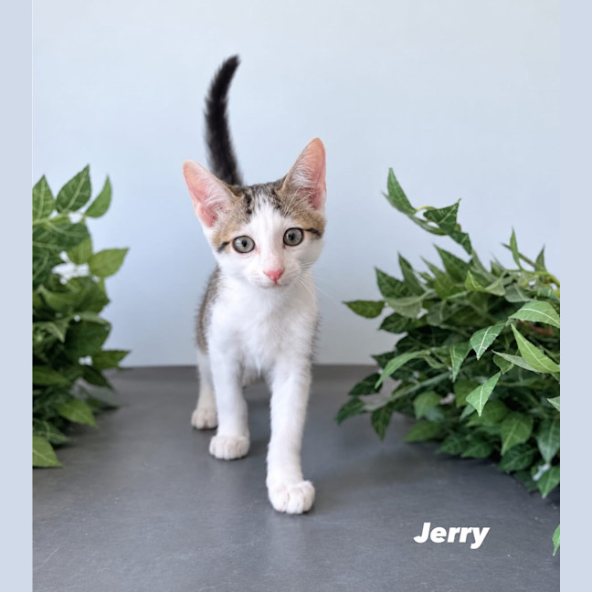 Photo of Jerry