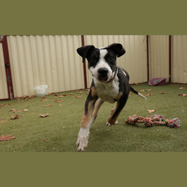 Photo of Pongo
