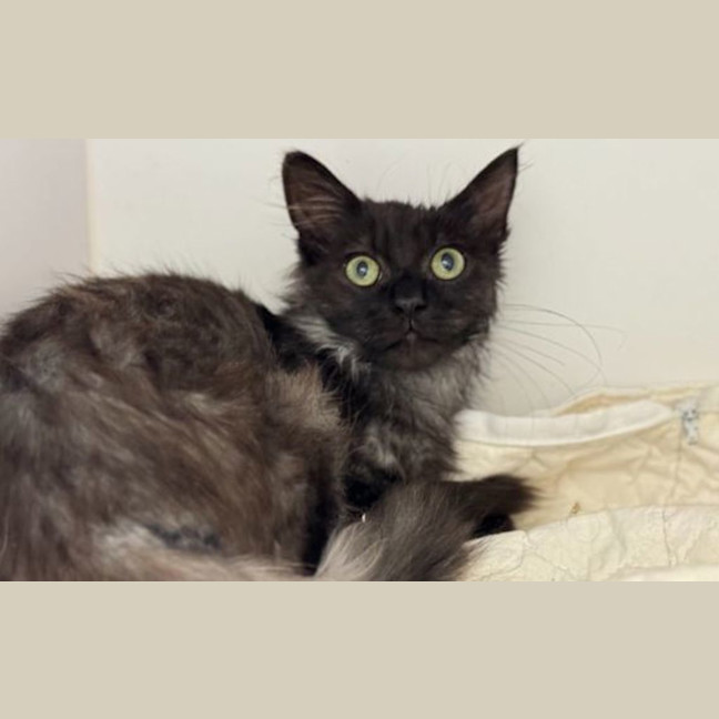 Photo of Banjo