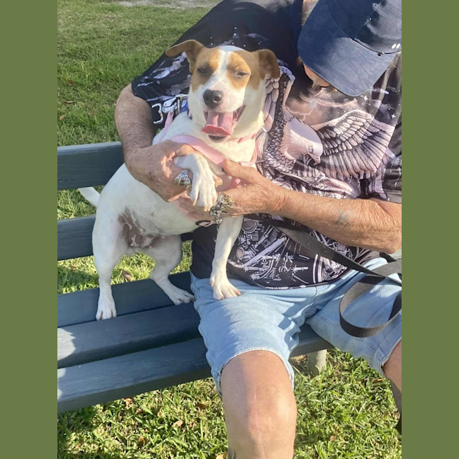 Photo of Roxy   2 Year Old Jack Russell