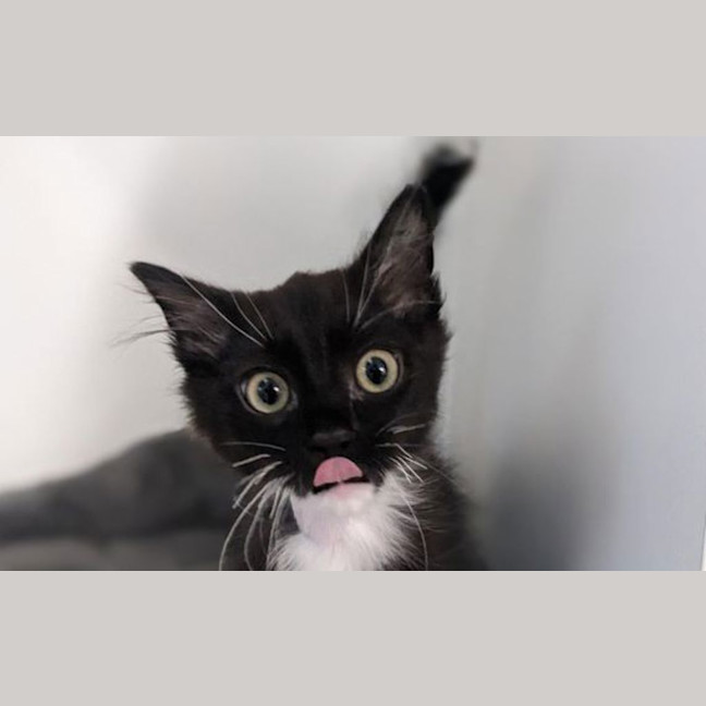 Photo of Lucky