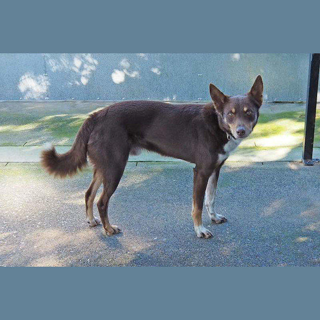 Photo of Copper
