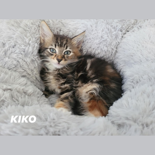 Photo of Kiko