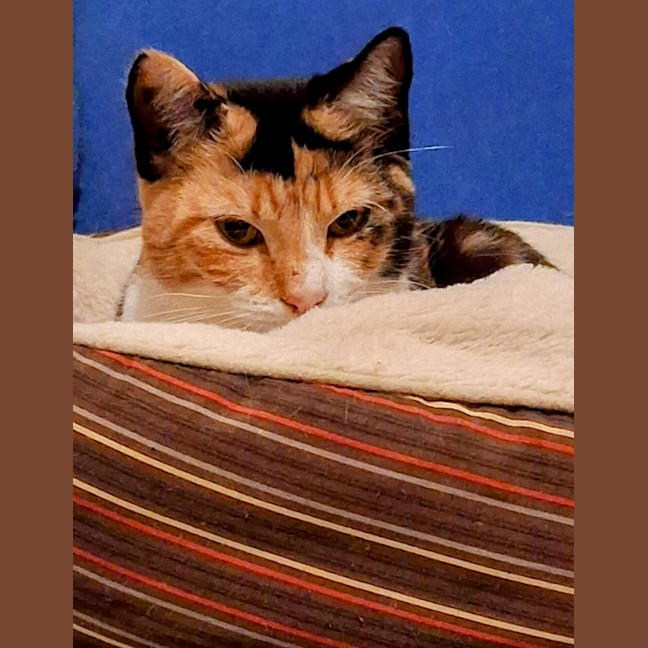 Photo of Salsa