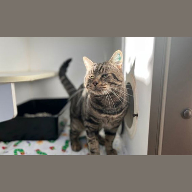 Photo of Big Mac
