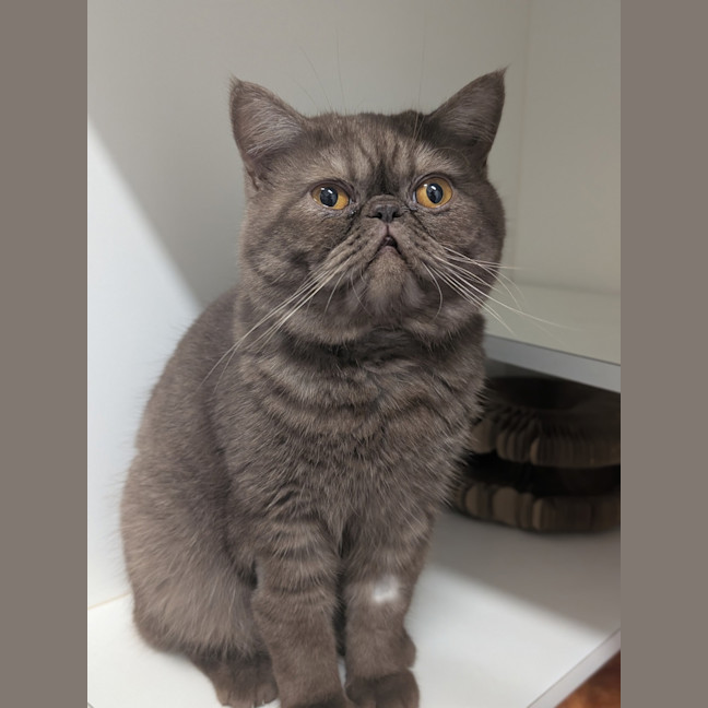 Photo of Kingston