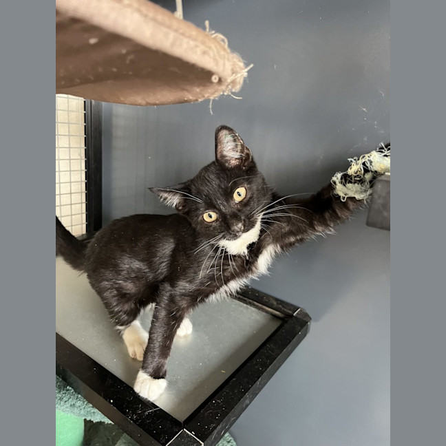 Photo of Jack   Now At Pet Quarters Thornton