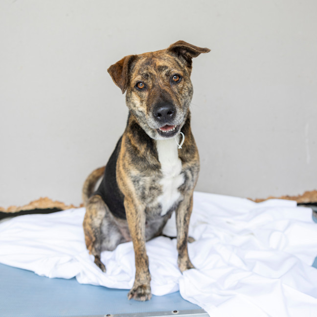 Photo of Bobbie (Previously Billie)